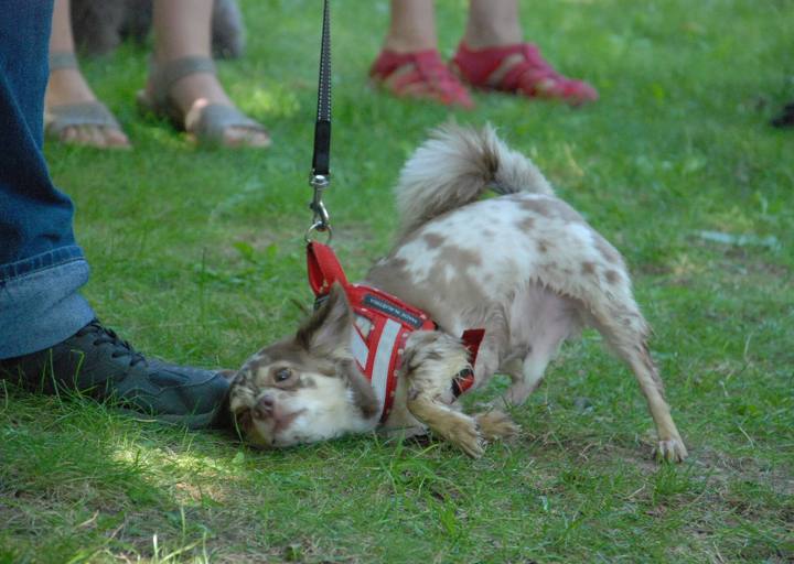 fb_sommerfest2014_1081.jpg