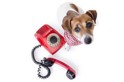 hund-telefon-kontakt.jpg