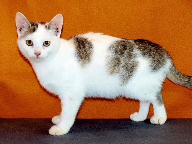 pet_1452238366Panja_1.jpg