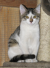 pet_1469167574Aloha_1.jpg