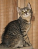 pet_1473490518Ramona_3.jpg