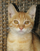 pet_1474957510Alvin_4.jpg