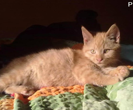 pet_1488439669Garfield_2.jpg