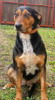 pet_1427352475Tanja_3.jpg