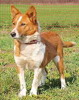 pet_1428042977Sarah_4.jpg