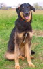 pet_1418713950Zeus_3n.jpg