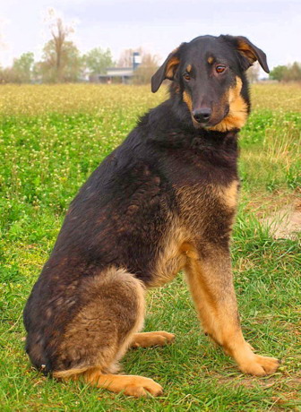 pet_1418713950Zeus_4n.jpg