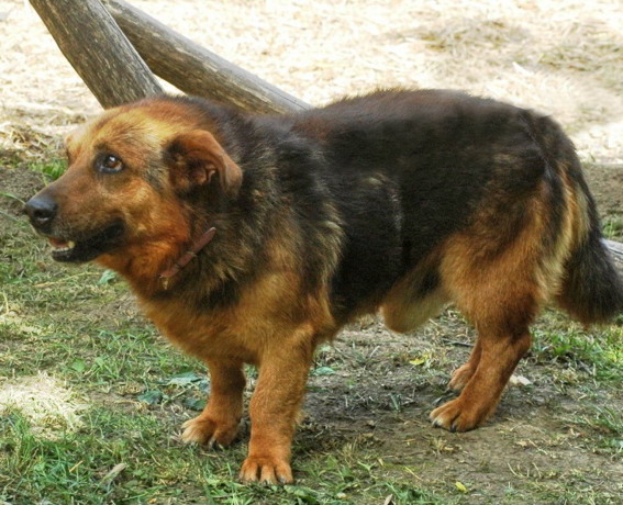 pet_1436419882Mischka_4.jpg