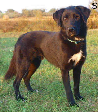 pet_1440395628Black_Jack_2.jpg