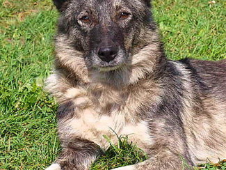 pet_1442557909Adina_2.jpg