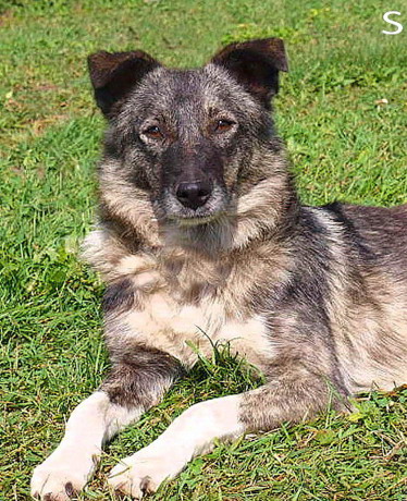 pet_1442557909Adina_2.jpg