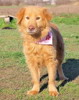 pet_1467871785Daisy_4.JPG