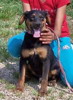 pet_1360131195Franjo_3.jpg