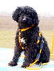 pet_1362465618Pulchi_3.jpg