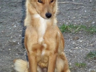 pet_1365834567Fox_2.jpg