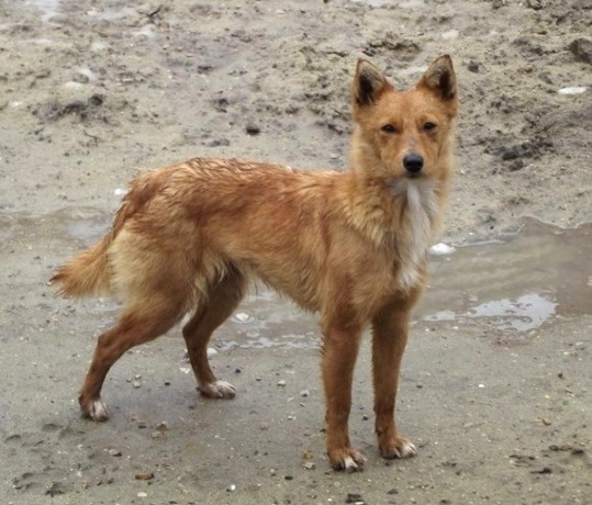 pet_1365834567Fox_1.jpg