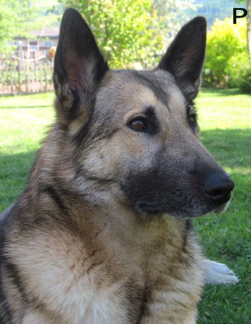 pet_1497514407Nala_2.jpg