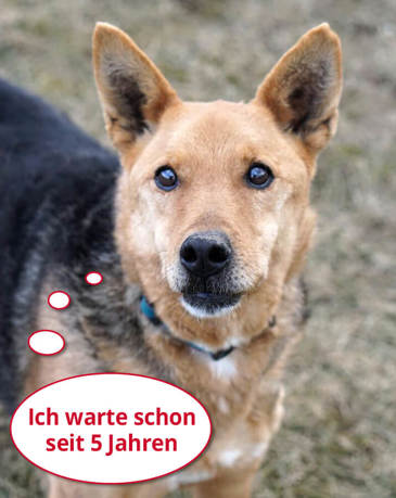 lassie_langewarten_svilos.jpg