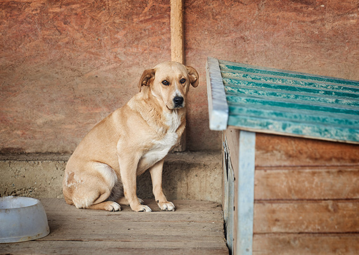 Hund DSC00403 WEB