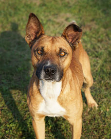 Bruno_1.jpg (7)