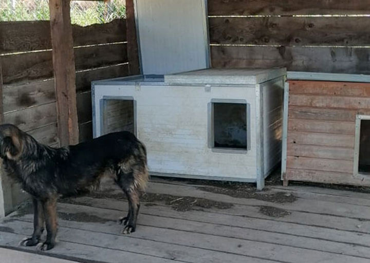 Svilos Unwetter Hundehuette