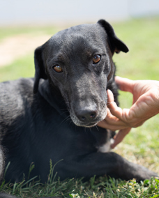 Negra 1 (1)