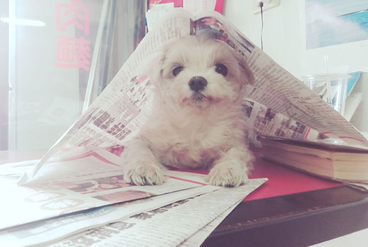 Portrait Dog With Newspaper Table