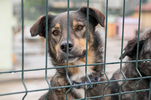 Adoption Dog Being Curious Fence Shelter