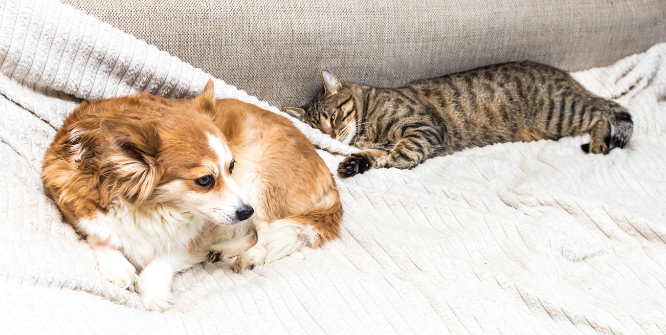 Cat Dog Are Lying Bed Together Concept Pets